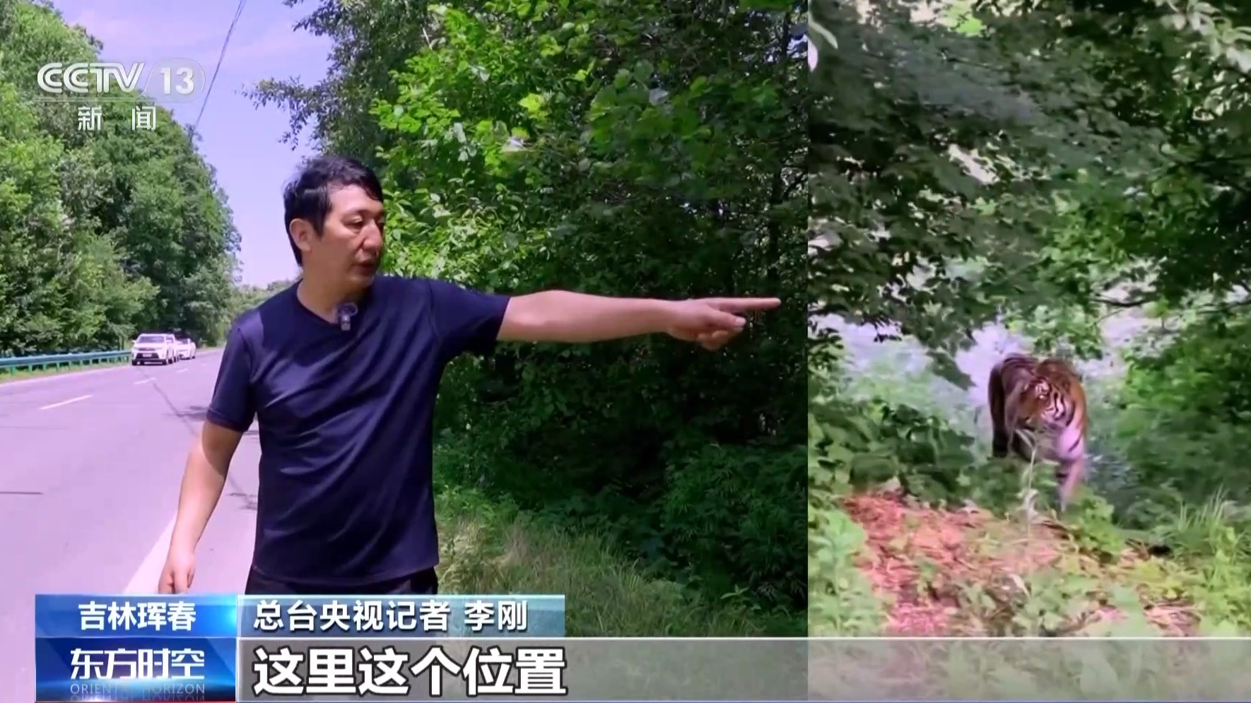 国道上多人“偶遇”同一东北虎 国家公园如何守住人虎安全边界？