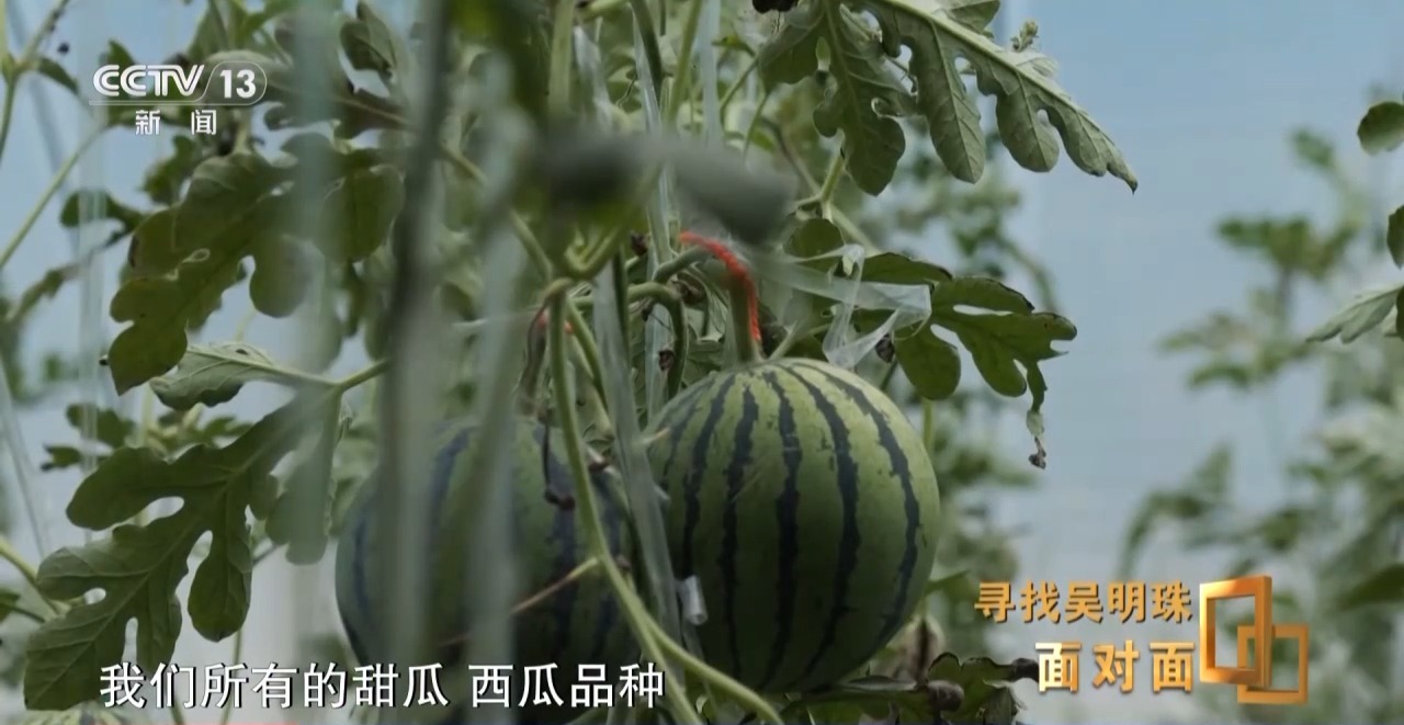 面对面丨中国人的吃瓜自由要感谢她！吴明珠说她的一生就是结几个好瓜献给人民