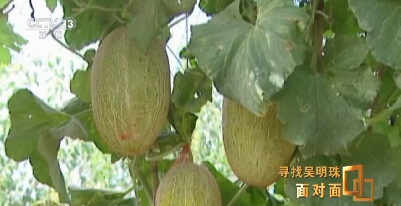 面对面丨中国人的吃瓜自由要感谢她！吴明珠说她的一生就是结几个好瓜献给人民