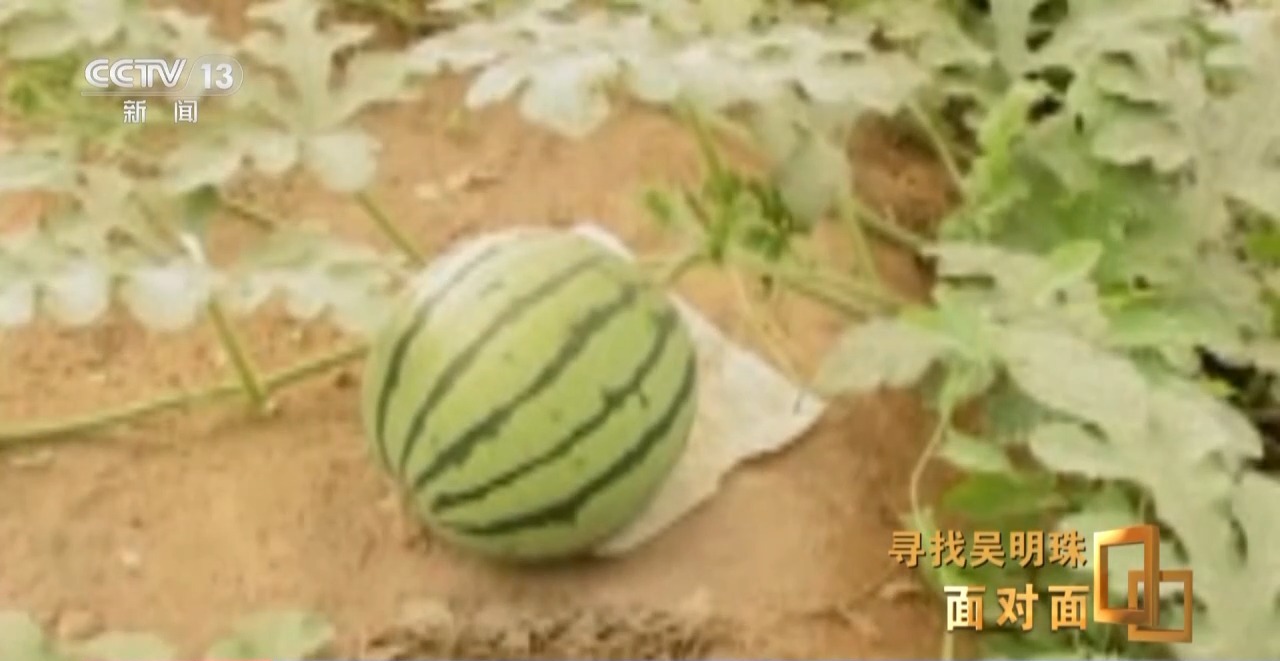 面对面丨中国人的吃瓜自由要感谢她！吴明珠说她的一生就是结几个好瓜献给人民