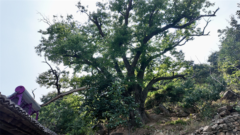 我家住过八路军②｜栗子树下的交通站
