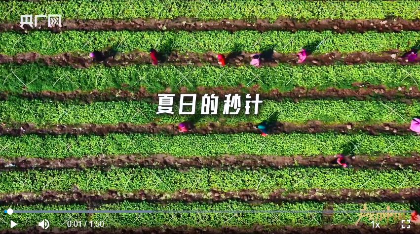 声动中国｜沿着北纬30°，寻找被夏天宠爱的烟火角落
