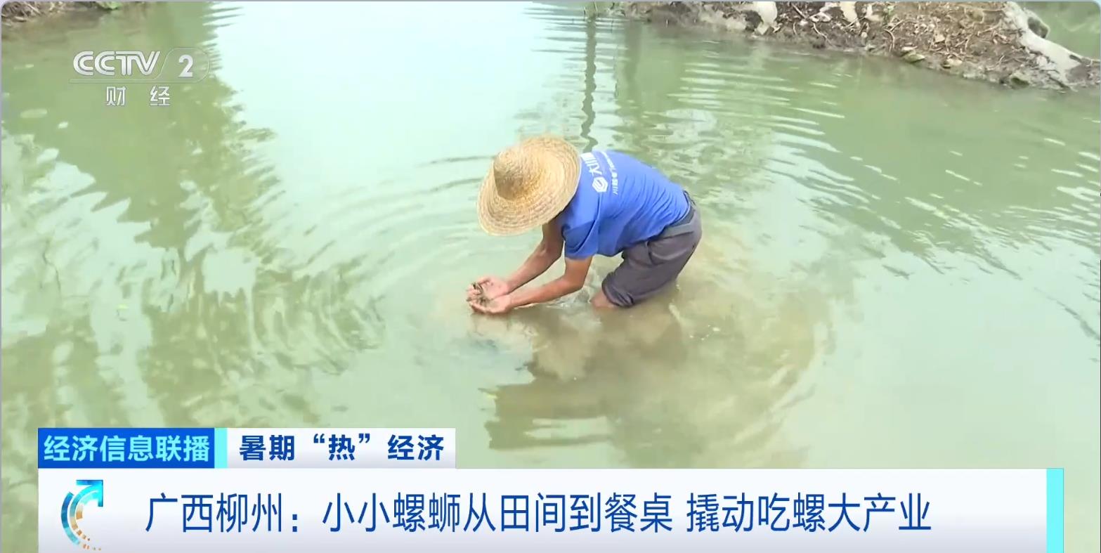小小螺蛳从田间到餐桌 撬动广西柳州吃螺大产业