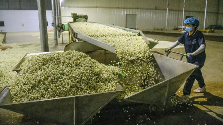 宝藏之城｜这座小城的茉莉花香飘世界