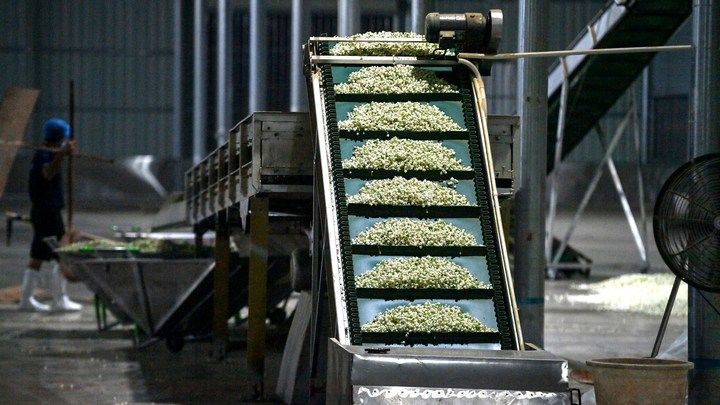 宝藏之城｜这座小城的茉莉花香飘世界