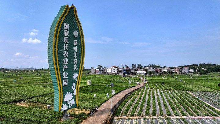 宝藏之城｜这座小城的茉莉花香飘世界
