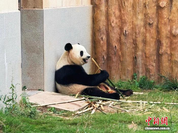 （走进中国乡村）清凉秦岭藏商机 “熊猫经济”激活山水价值
