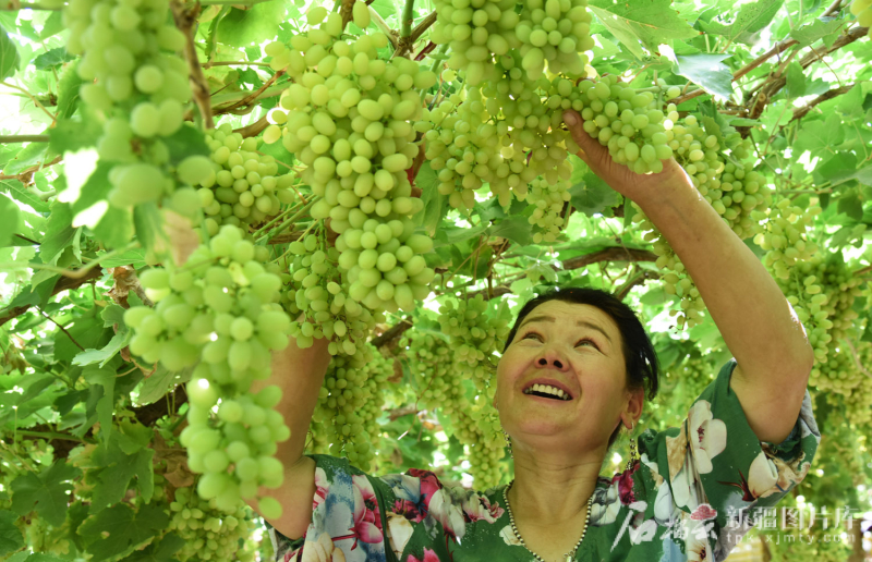 “盛夏的果实”咋能四季增收不空档