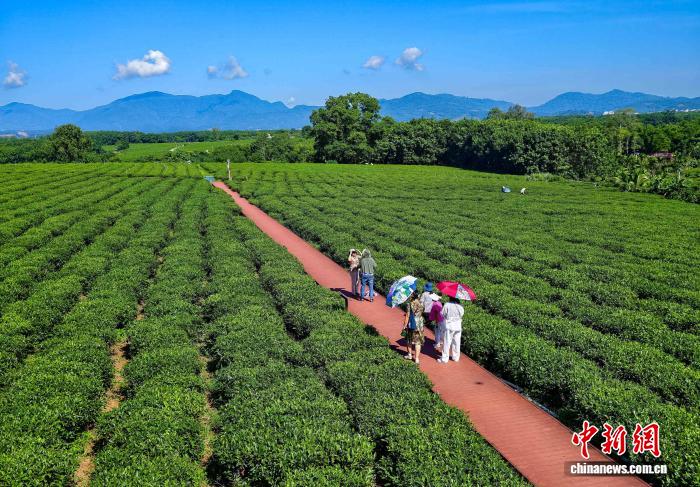 港澳大学生海南白沙植茶树：种下“常回来看看”的念想