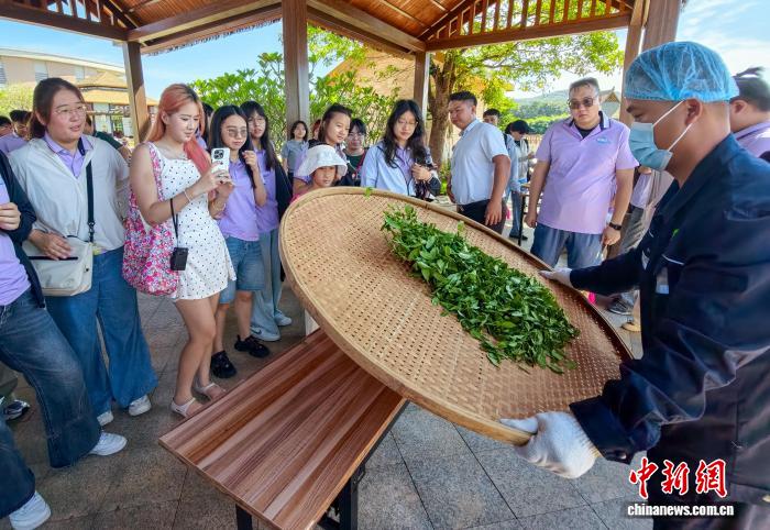 港澳大学生海南白沙植茶树：种下“常回来看看”的念想
