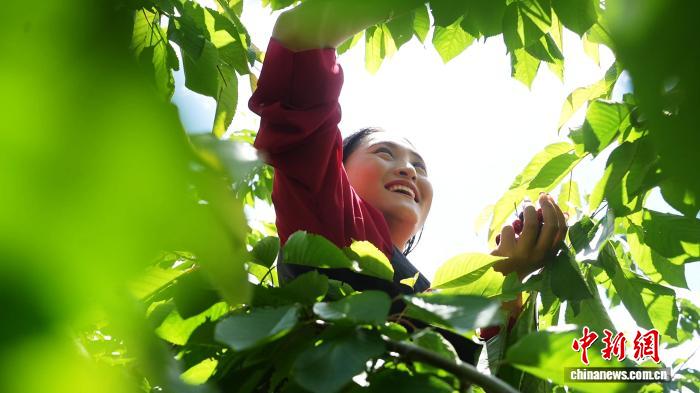 荒滩变果园：西藏米林千亩果园的“甜蜜革命”结硕果