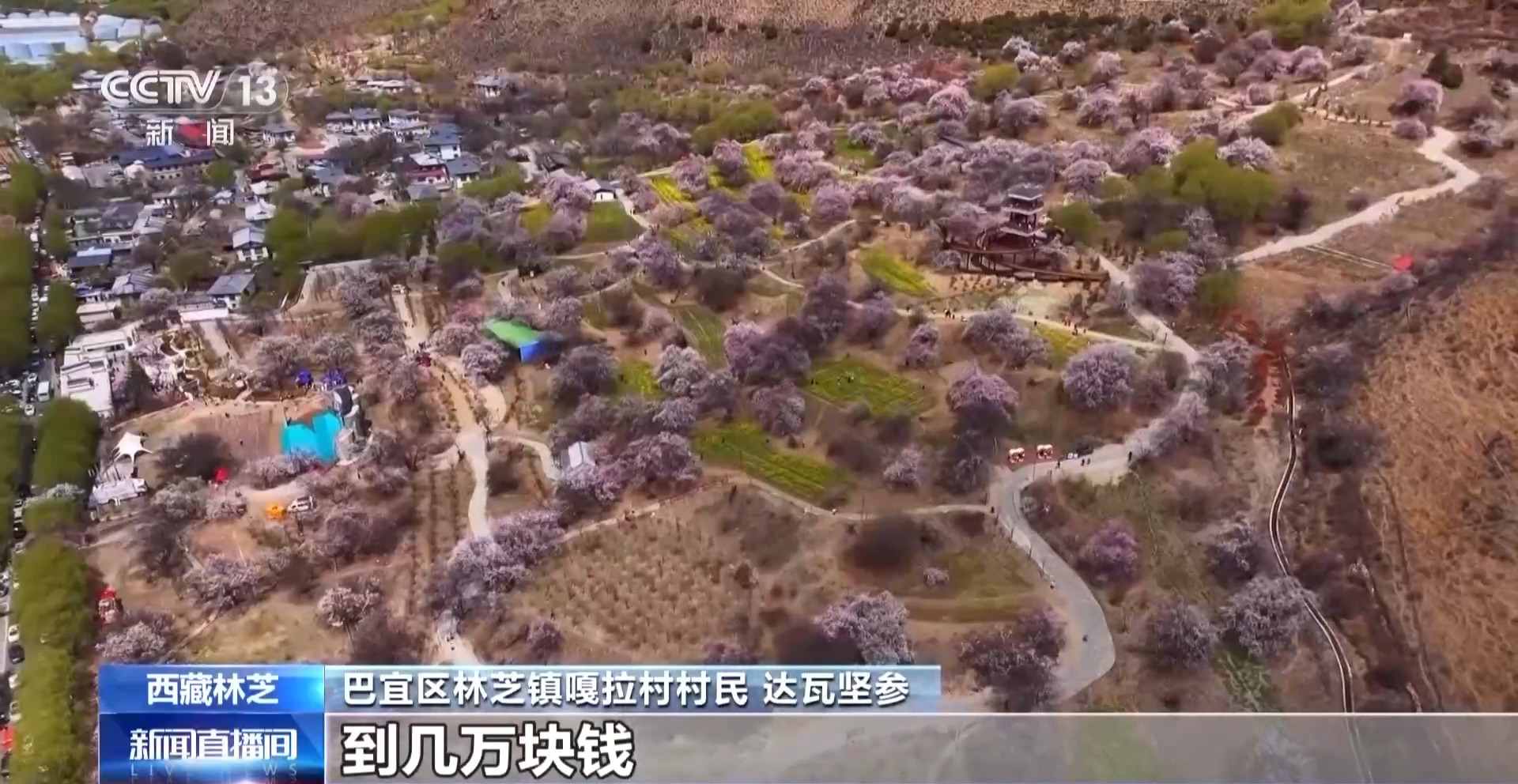 辉煌60载 魅力新西藏丨发展“桃花经济” 西藏嘎拉村走上生态致富路