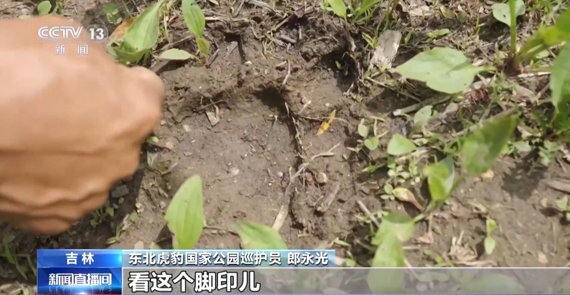 感知生态之变丨2.8万台红外相机里藏着东北虎豹变迁史