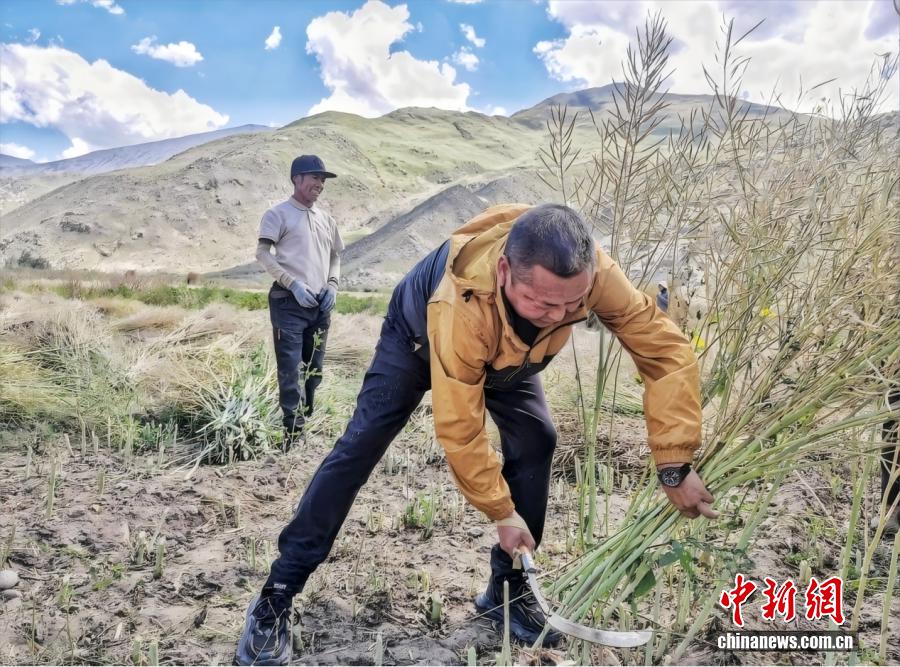 一碗藏面里的民心密码：巴热村第一书记的“实干经”