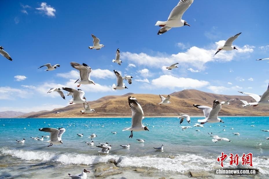 （辉煌60载 魅力新西藏）花木为笔，山湖成画 西藏的每一帧都是神仙壁纸