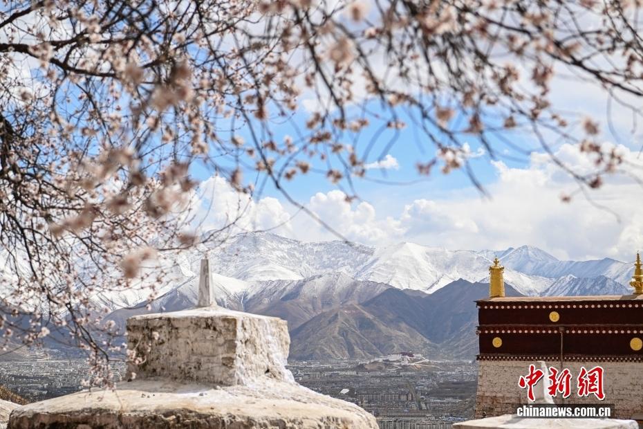 （辉煌60载 魅力新西藏）花木为笔，山湖成画 西藏的每一帧都是神仙壁纸