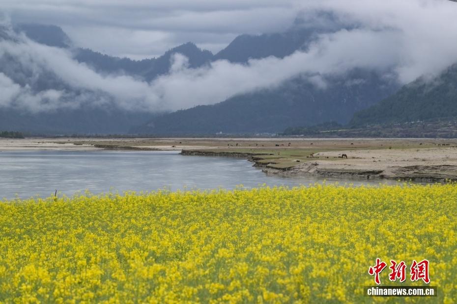 （辉煌60载 魅力新西藏）花木为笔，山湖成画 西藏的每一帧都是神仙壁纸