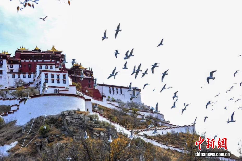 西藏布达拉宫的四季：时光中的文化瑰宝