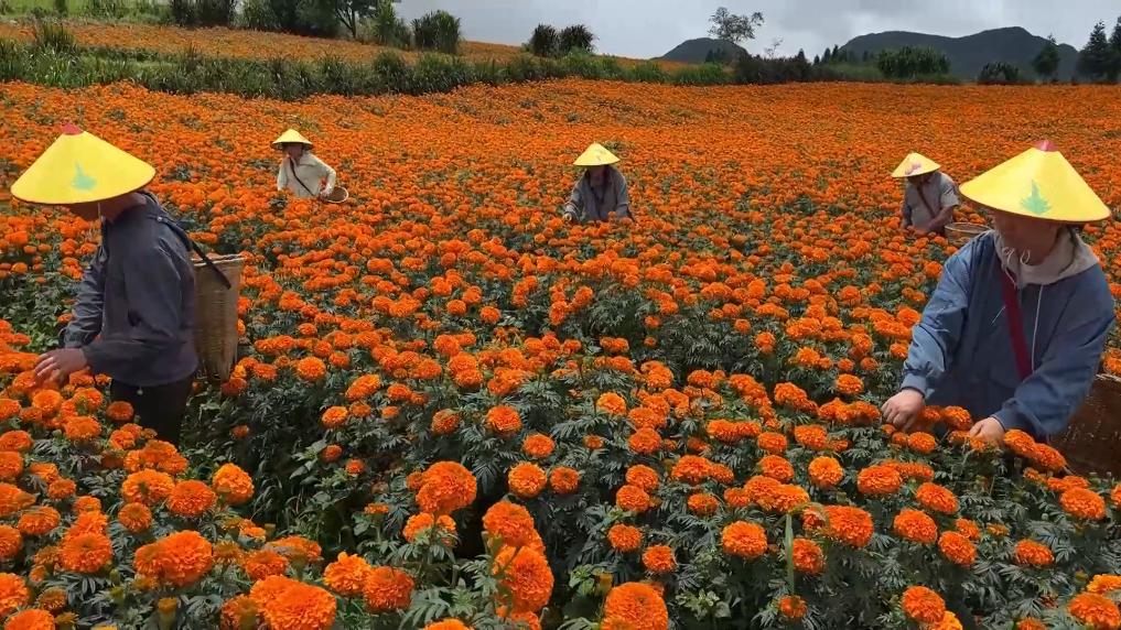 田间地头话振兴