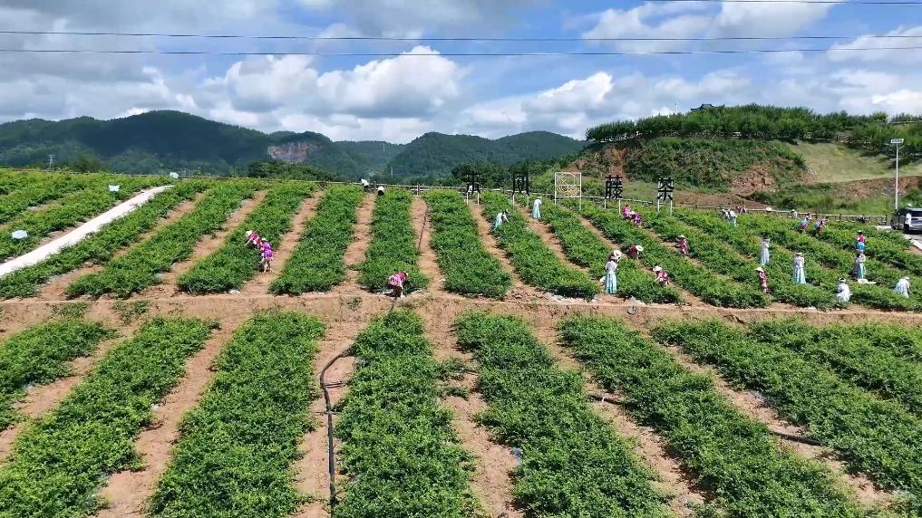 田间地头话振兴