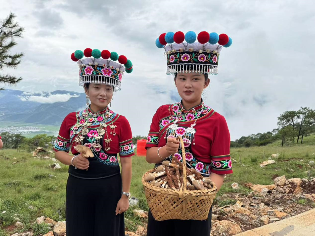 【团结花开彩云南】云南永胜：立足资源优势 撑开山区各族群众致富伞