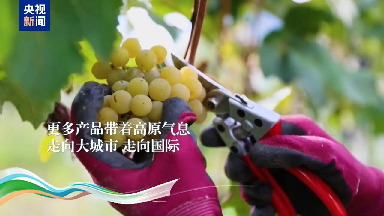 今天的西藏，有什么？听听他们心中的答案
