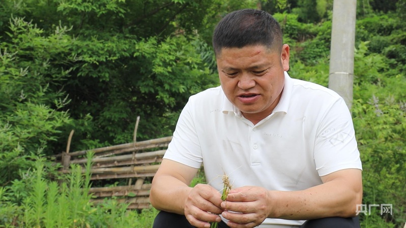远山的回响丨一粒米的密码：谢坪村梯田的“硒谷”奇迹