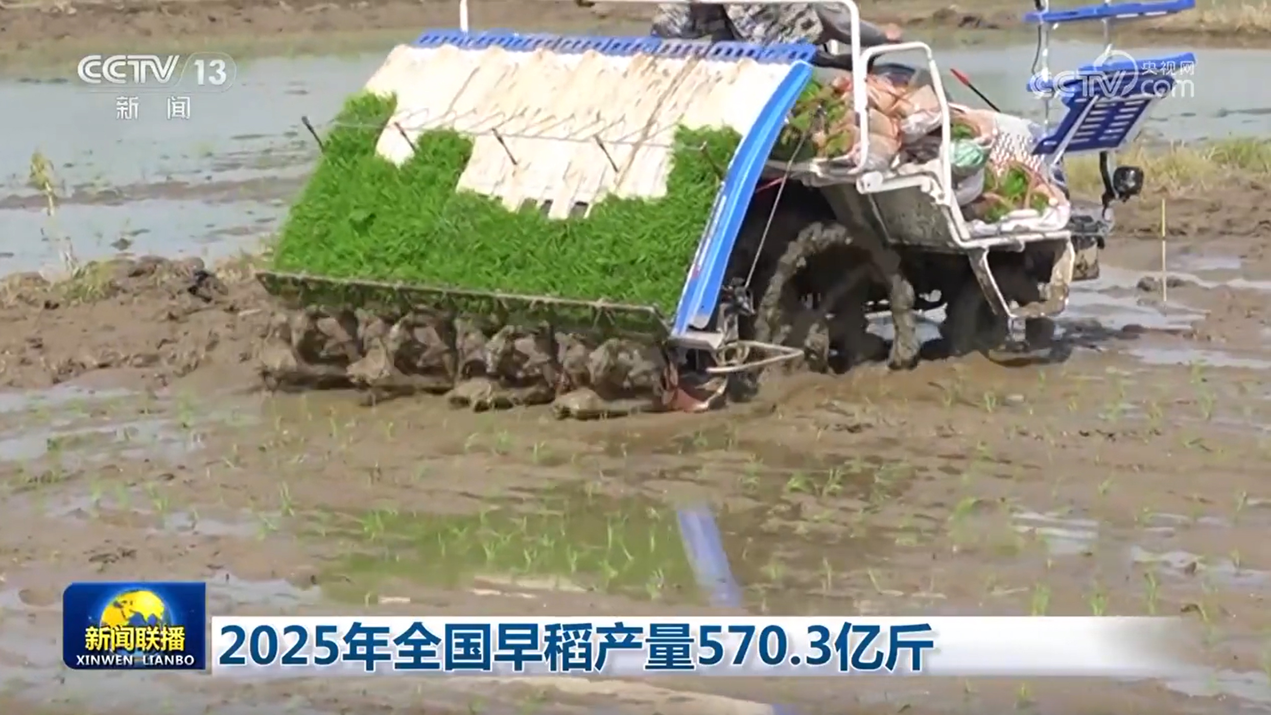 2025年全国早稻产量570.3亿斤