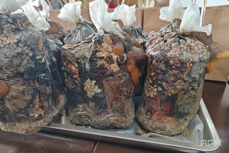 红星照耀中国·千里跃进大别山丨桑蚕进工厂，振兴新“丝”路