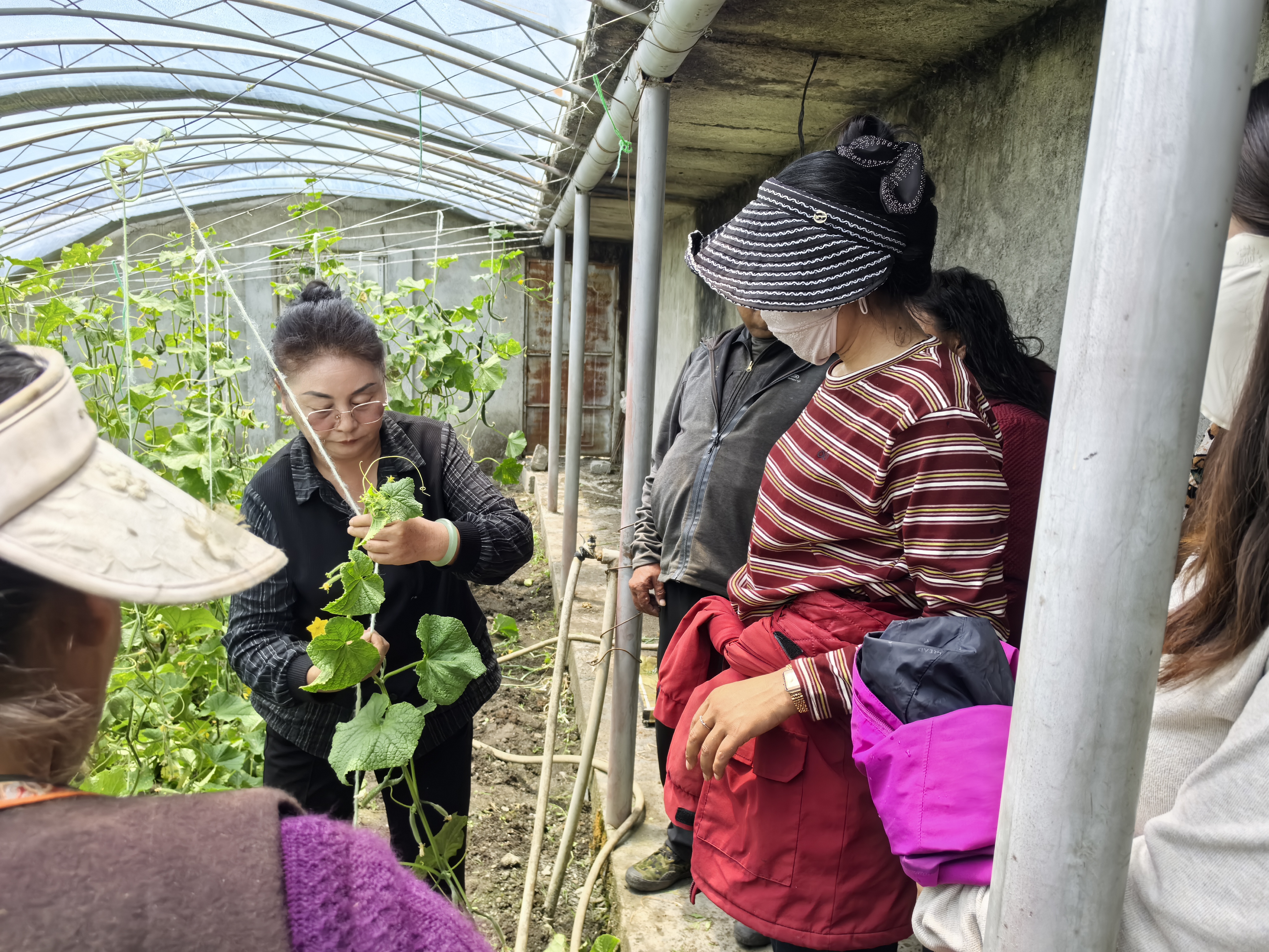 专家走进洛扎手把手教牧民种出第一茬新鲜蔬菜