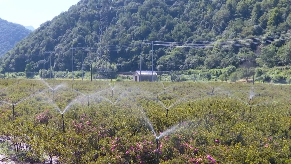 新华视点｜各地多维度发力 多元探索绘就乡村振兴新画卷