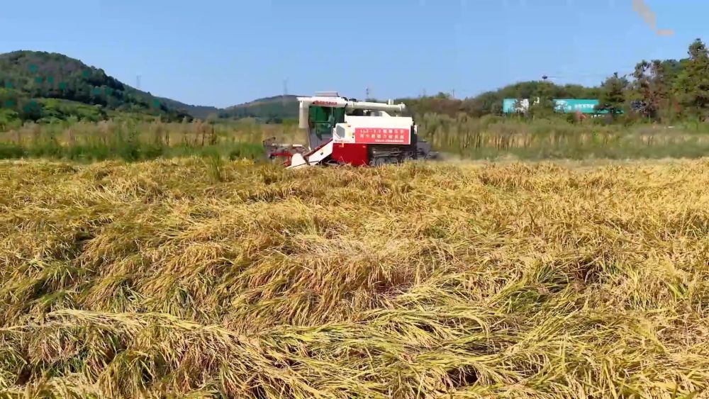 新华视点｜各地多维度发力 多元探索绘就乡村振兴新画卷