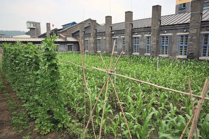 “再来中国时带鲜花，别拿武器”｜侦诉日本战犯系列报道⑤