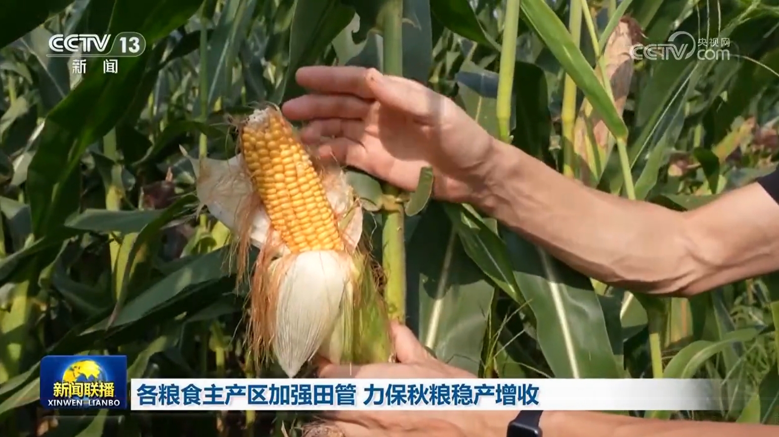 各粮食主产区加强田管 力保秋粮稳产增收
