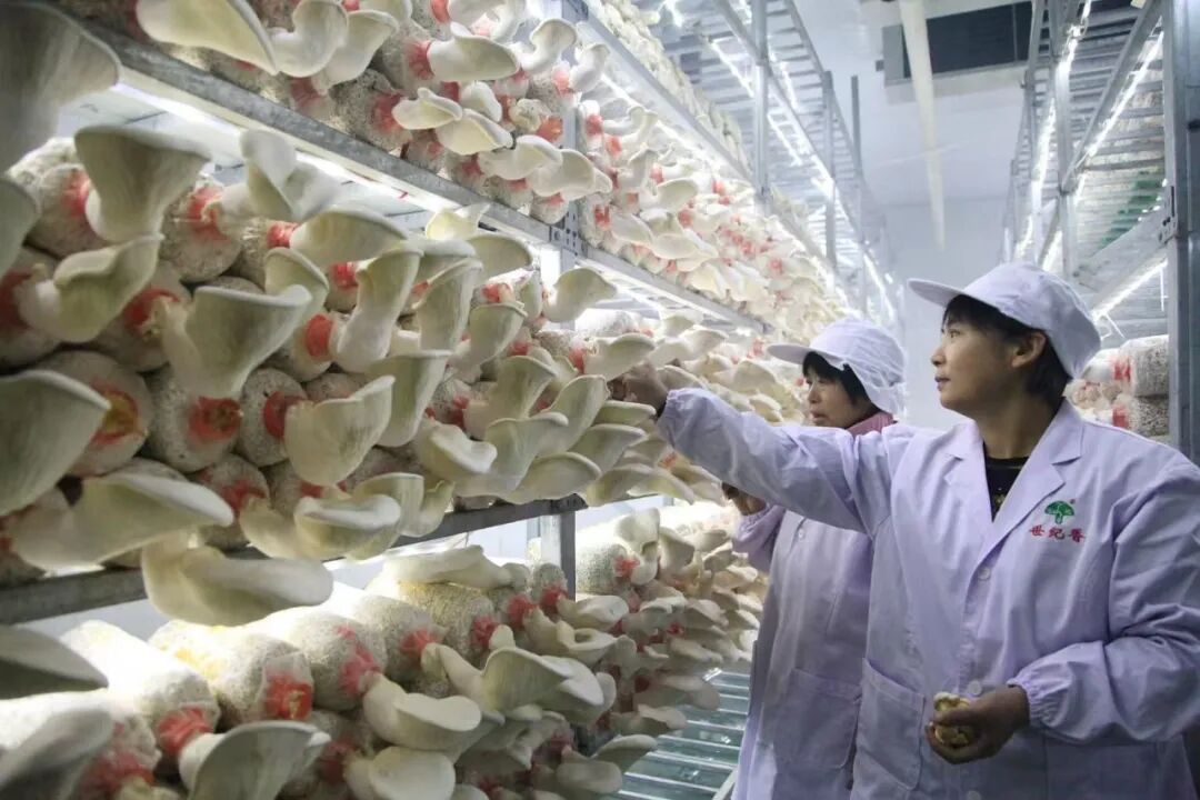 智能体检员、平仓机器人……新科技守好大国粮仓