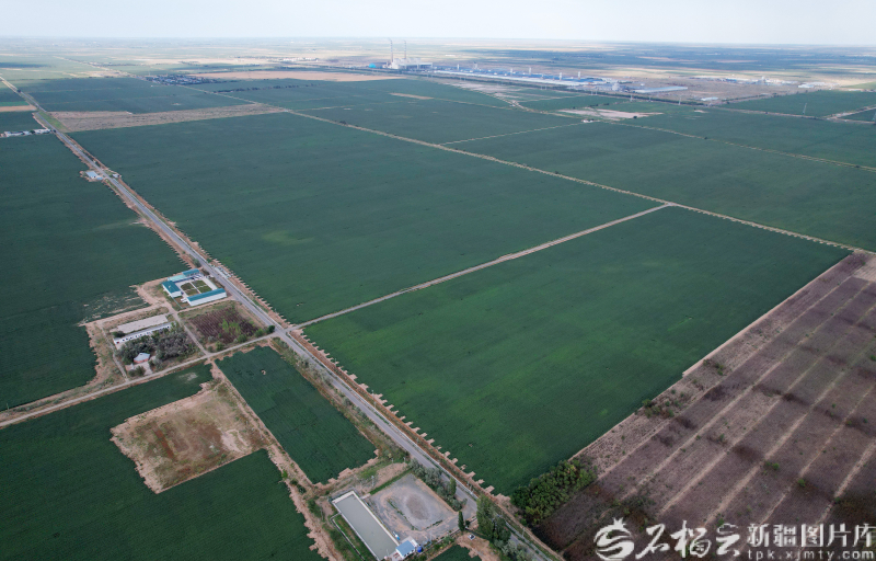 辉煌70年 奋进新征程丨智慧棉田