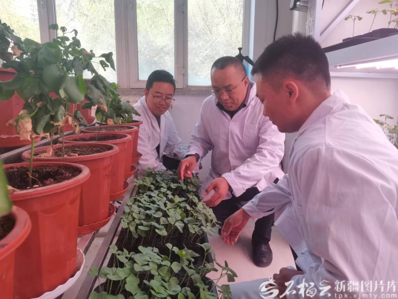 辉煌70年 奋进新征程丨智慧棉田