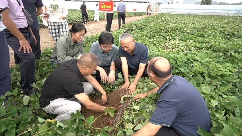 新华视点｜金秋九月话丰收 特色农业绘就乡村振兴新图景