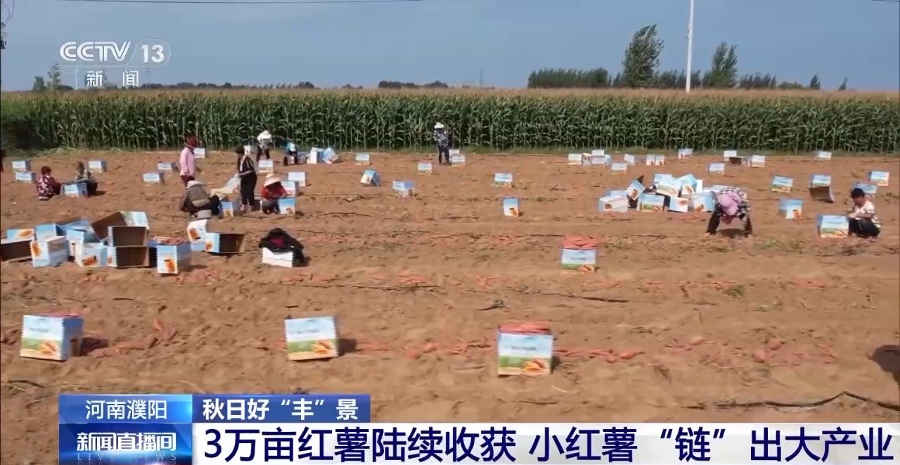 秋日好“丰”景 科技赋能+政策扶持让农户增产增效