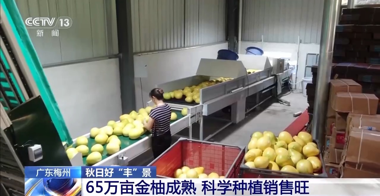秋日好“丰”景 科技赋能+政策扶持让农户增产增效