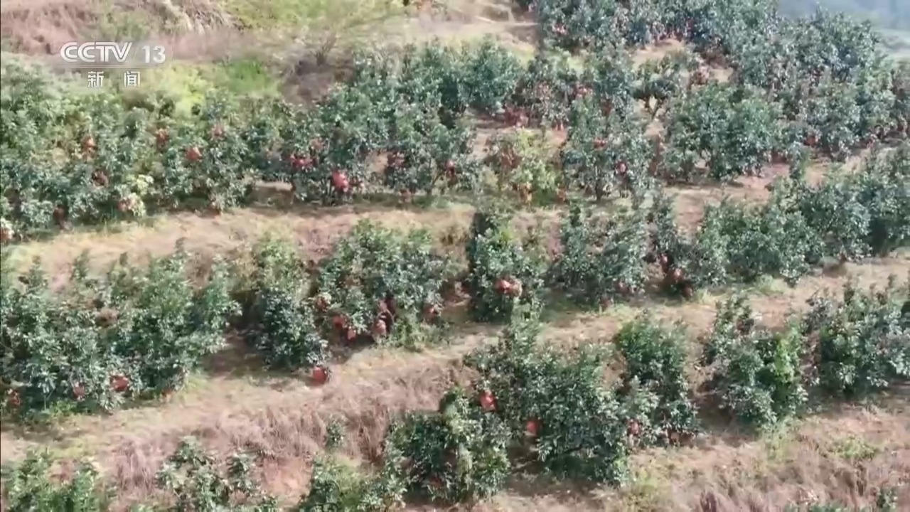秋日好“丰”景 科技赋能+政策扶持让农户增产增效