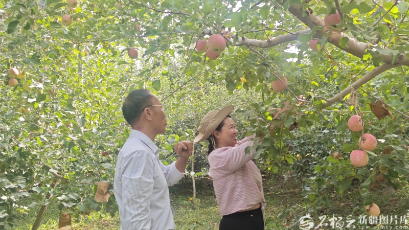 砥砺奋进七十载 天山南北谱华章丨“糖心”烙印背后：阿克苏苹果的产业升级之路