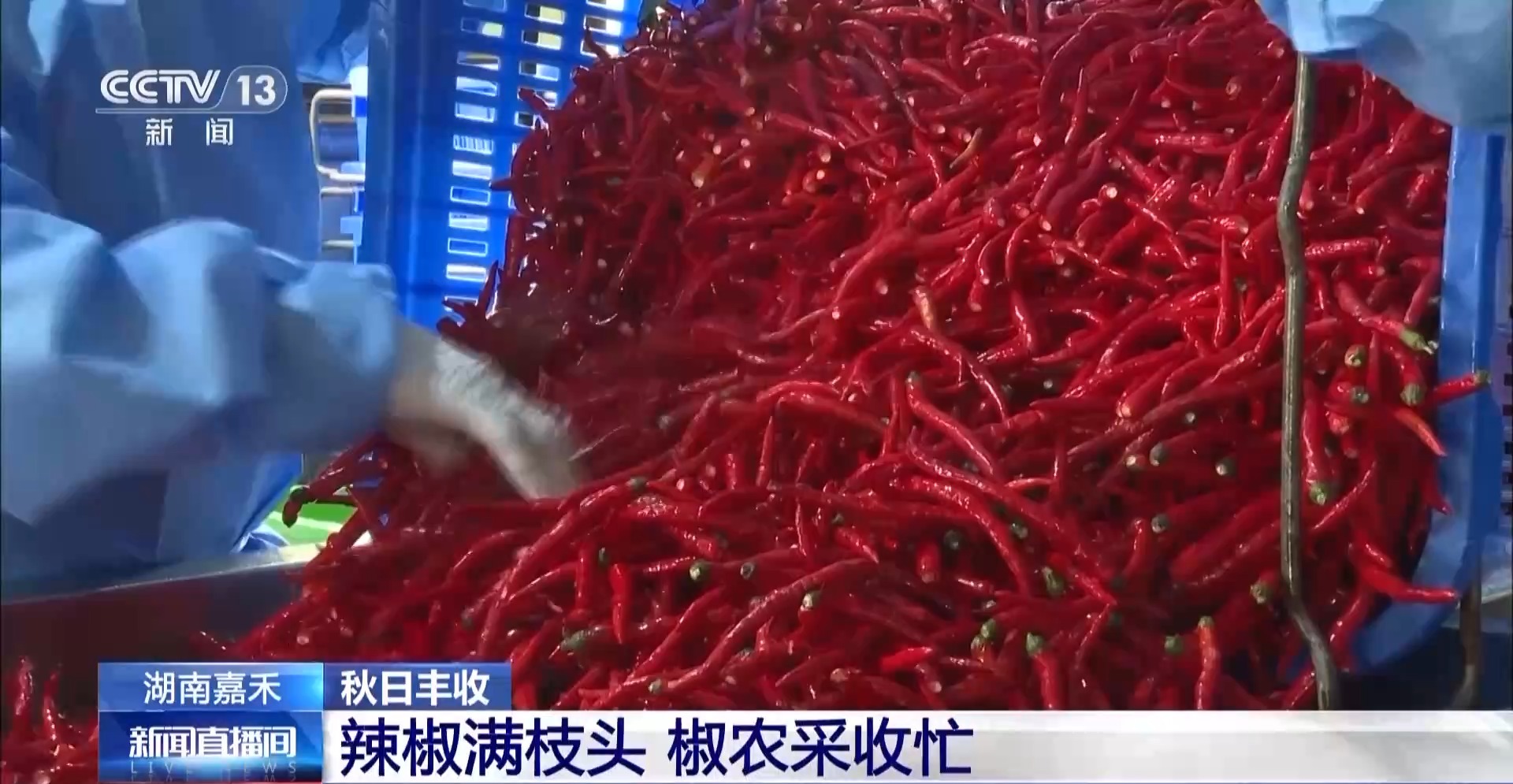 万亩凤堰古梯田迎丰收 秋日丰收美景已上线！