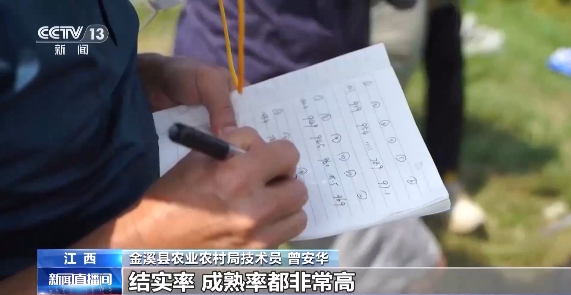 万亩凤堰古梯田迎丰收 秋日丰收美景已上线！