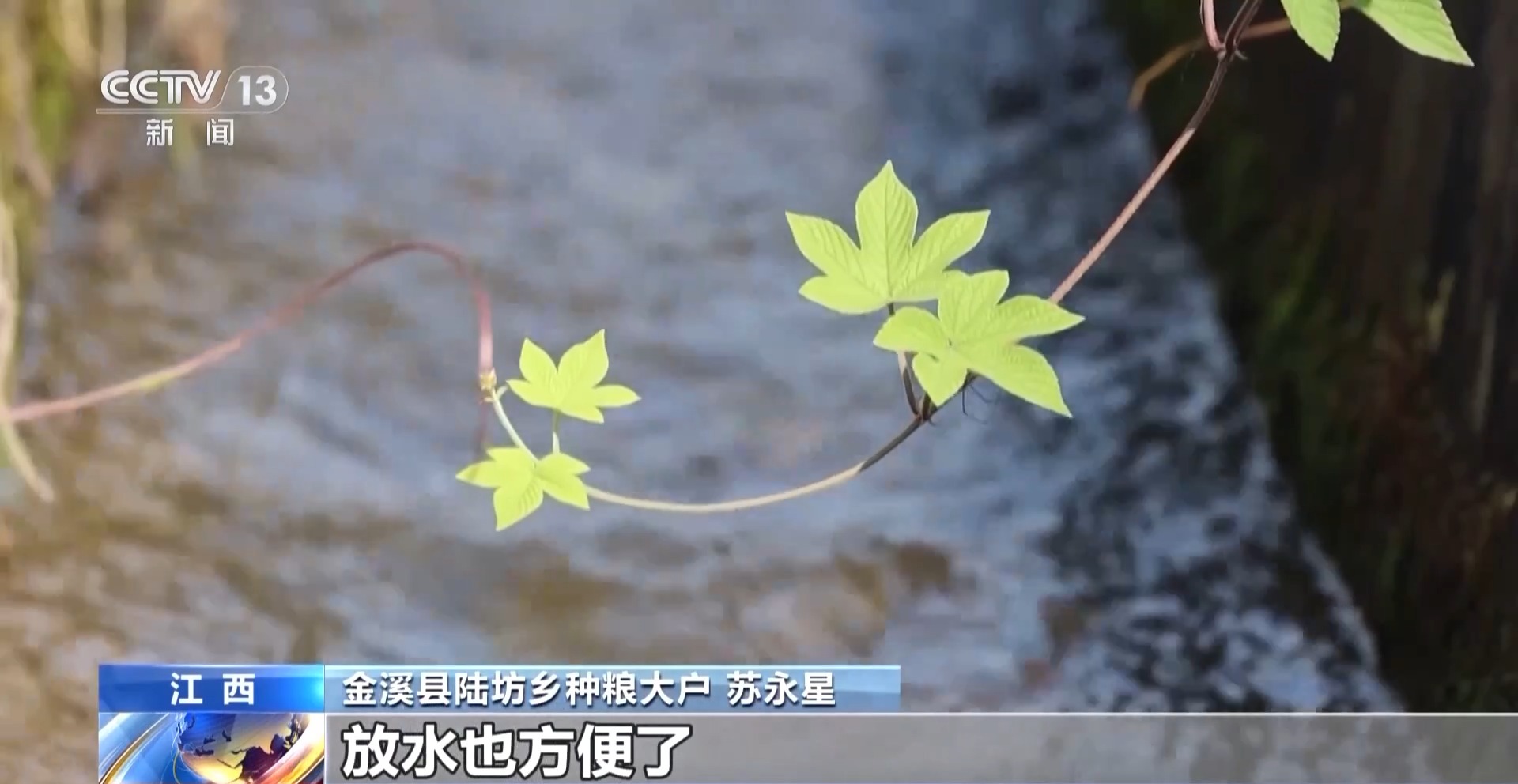 万亩凤堰古梯田迎丰收 秋日丰收美景已上线！