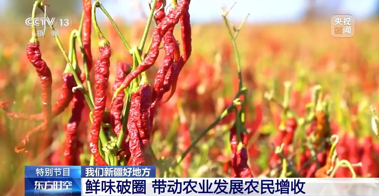 食材讲究、鲜味破圈 新疆大盘鸡美味密码藏不住了