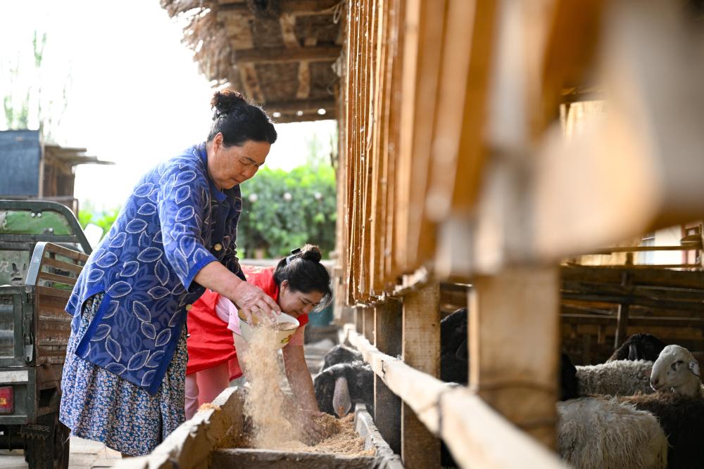 潮涌新疆70年 小村新变：达西村里的幸福日子