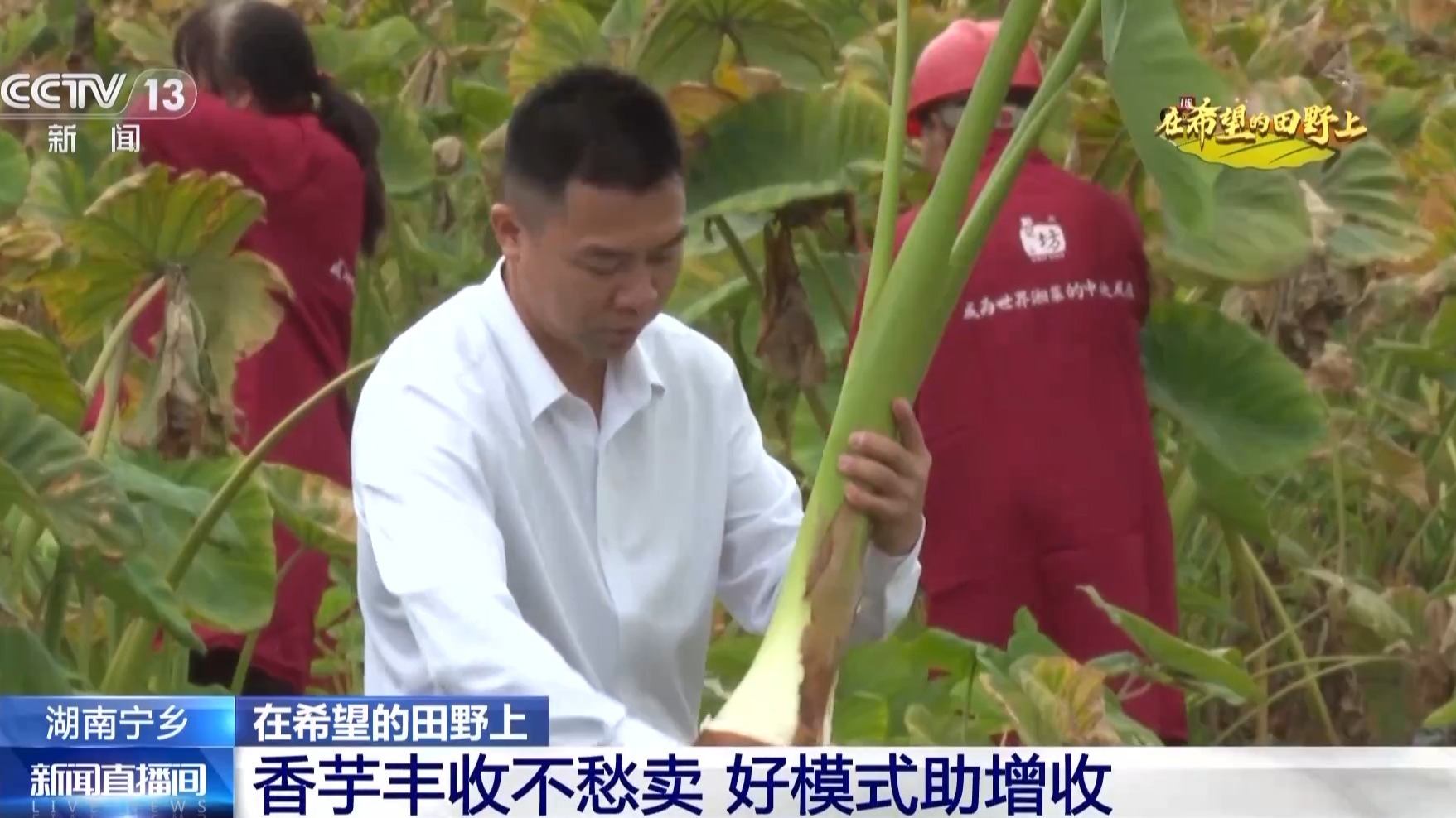 粮食住进“好房子” 好模式助增收！各地保障秋收有“粮”方