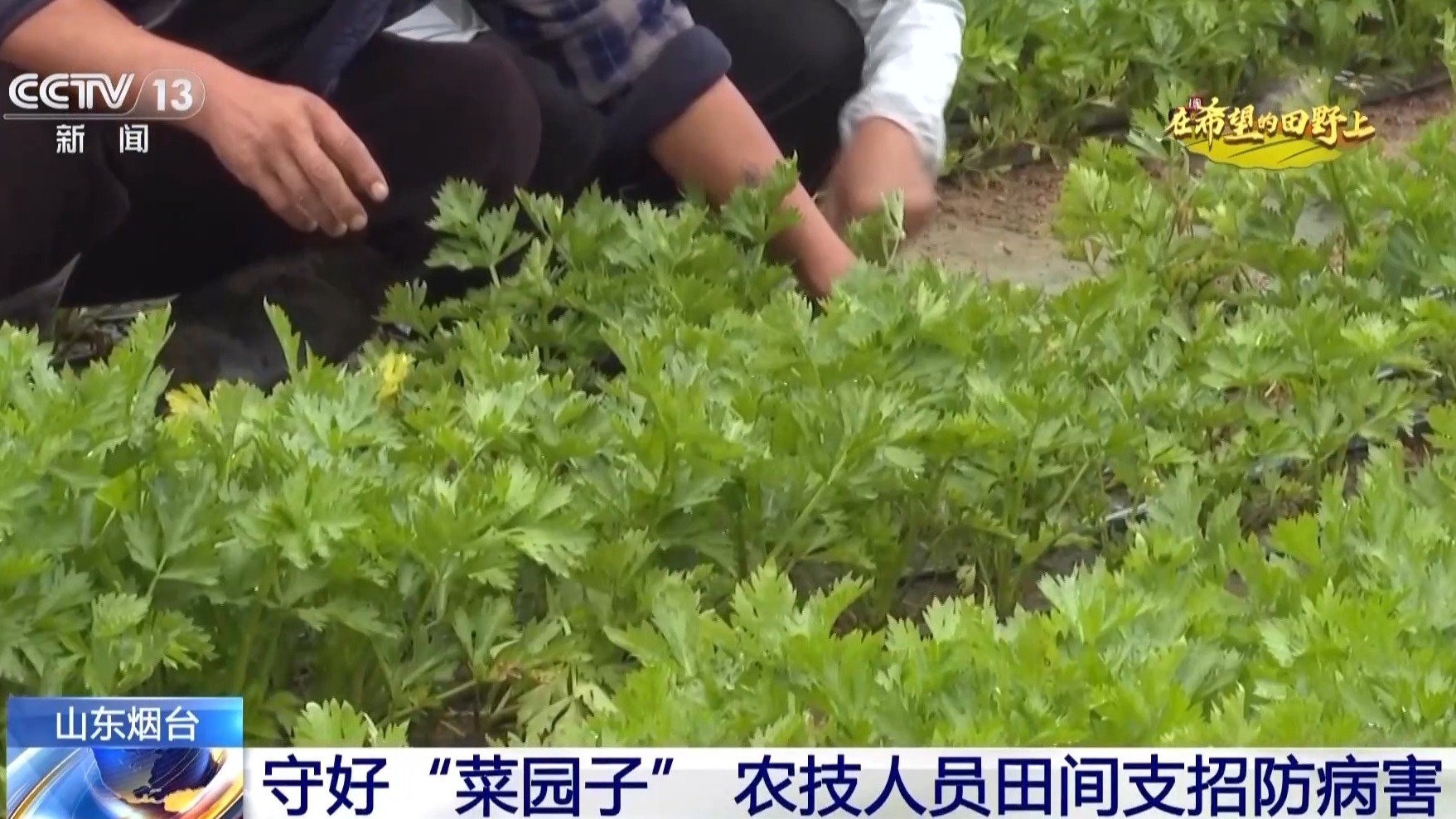 粮食住进“好房子” 好模式助增收！各地保障秋收有“粮”方