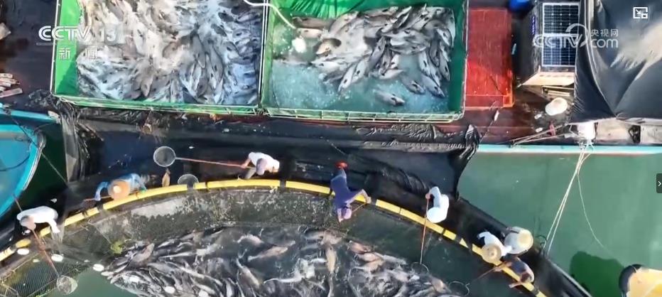 “蓝色粮仓”迎丰收 科技赋能“海鲜自由”